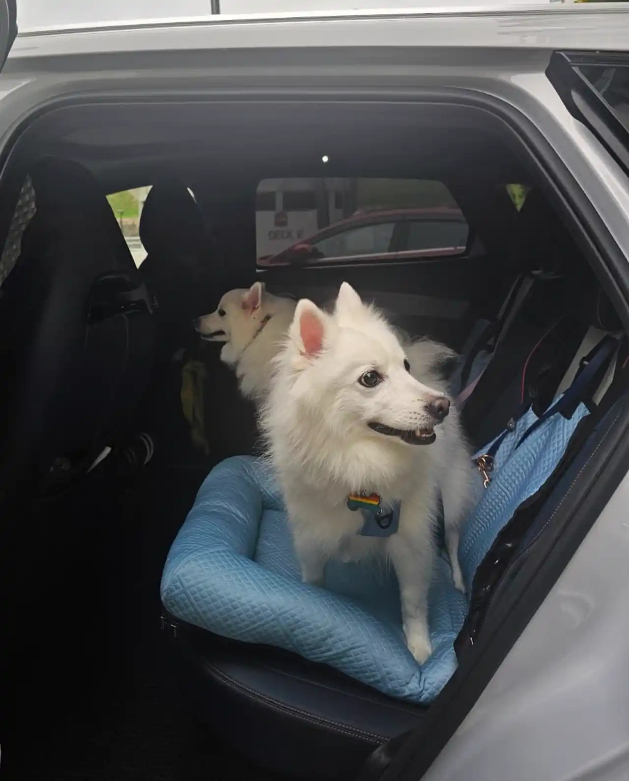Pet Bed Cleaning